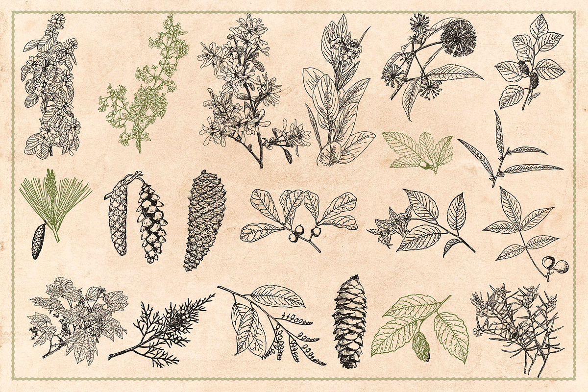 100 Vintage Leaves & Branches 2, an Illustration by Brigantine Designs (Photo 5 of 8)