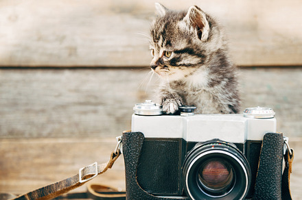 Curiosity kitten with vintage camera