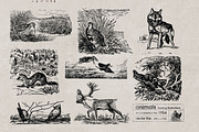 Vintage Bundle 2500+ Free Update, an Animal Illustration by Retro Machine (Thumbnail 167 of 170)