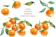 Watercolor Mandarin Fruits Vol. 1, a Food Illustration by Olga Begak Art & Design (Thumbnail 2 of 10)
