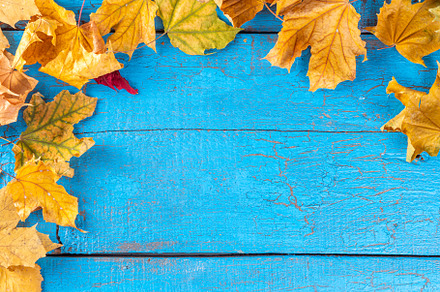 Autumn fall leaves background, a Holiday Photo by Rimma