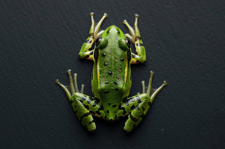 Frog on a black background, an Animal Photo by Handmadefont
