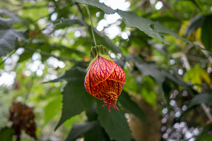 Chinese lantern tropical flower with vivid red - orange hues, a Photo by GoodGoods