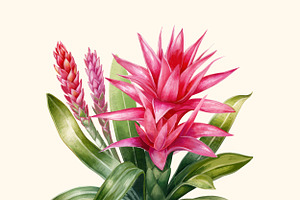 Floral Exotic Clipart Guzmania