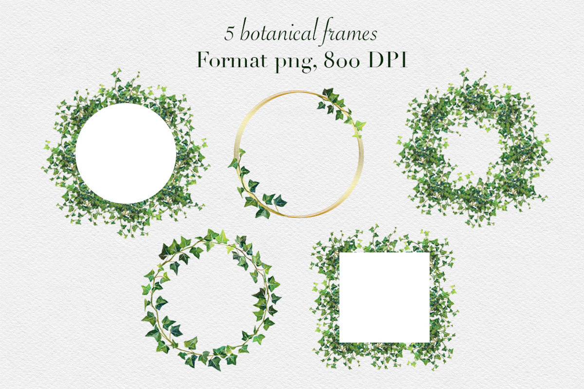 Watercolor ivy set, a Decorative Illustration by mArtstore (Photo 6 of 7)