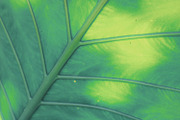 Tropic | Tropical Green Photo Bundle, a Nature Photo by MDSN Design (Thumbnail 11 of 16)