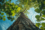 98 Trees view from below, a Nature Photo by Handmadefont (Thumbnail 85 of 98)