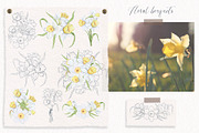Watercolor and sketch daffodils, a Decorative Illustration by TatiArti (Thumbnail 7 of 13)