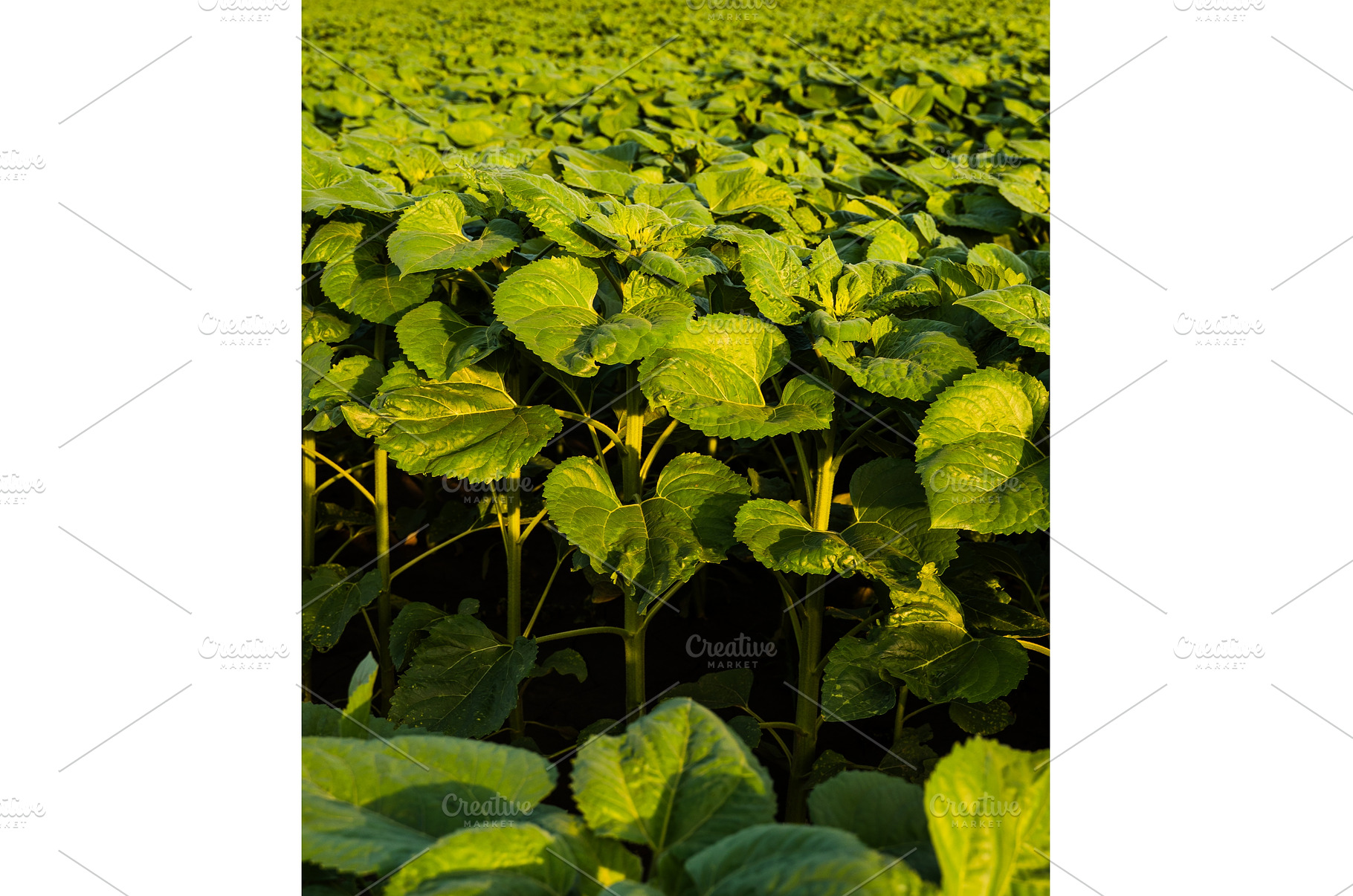 Perspective view of sunflower plants, an Industrial Photo by volodymyrshtun13795