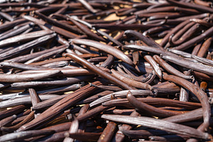 Fresh Tahitian Vanilla Pods Drying on Tahaa Island, French Polyn, a Food & Drink Photo by GoodGoods