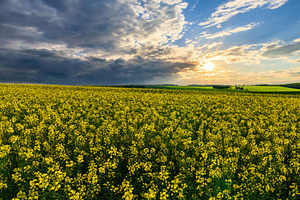 A vibrant yellow rapeseed field under a dramatic cloudy sky. Gro, a Nature Photo by Eugene_Photo