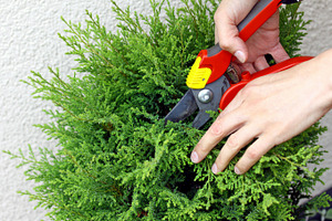 Hands pruning young tree, a Person Photo by BOOCYS