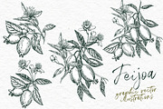 Feijoa Graphic & Watercolor clipart, a Food Illustration by Ann Astro (Thumbnail 7 of 10)