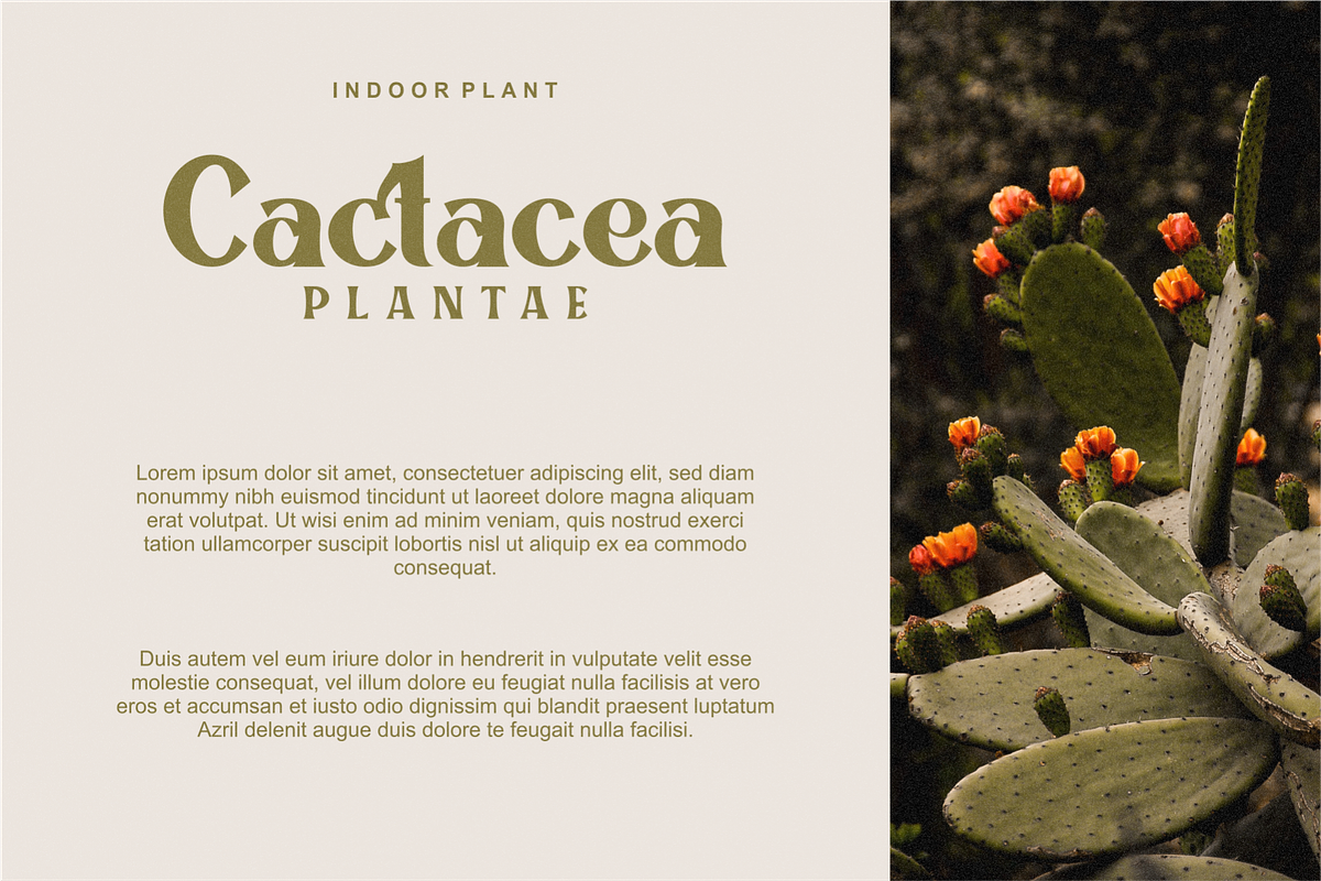 Signesha Elegant Typeface, a Sans Serif Font by 24Design Studios (Photo 5 of 10)