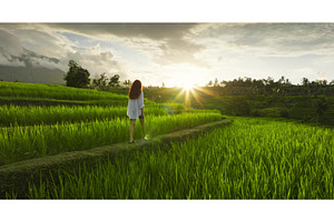 Woman walking along rice paddy, a Person Photo by Goinyk