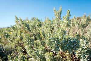 Saltbush, a Nature Photo by THP Creative