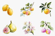 Orchard Watercolor Clipart Collectio, an Illustration by CreationArt (Thumbnail 5 of 6)