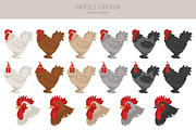 Frizzle Chicken breed clip art, an Animal Illustration by pet design shop (Thumbnail 2 of 5)