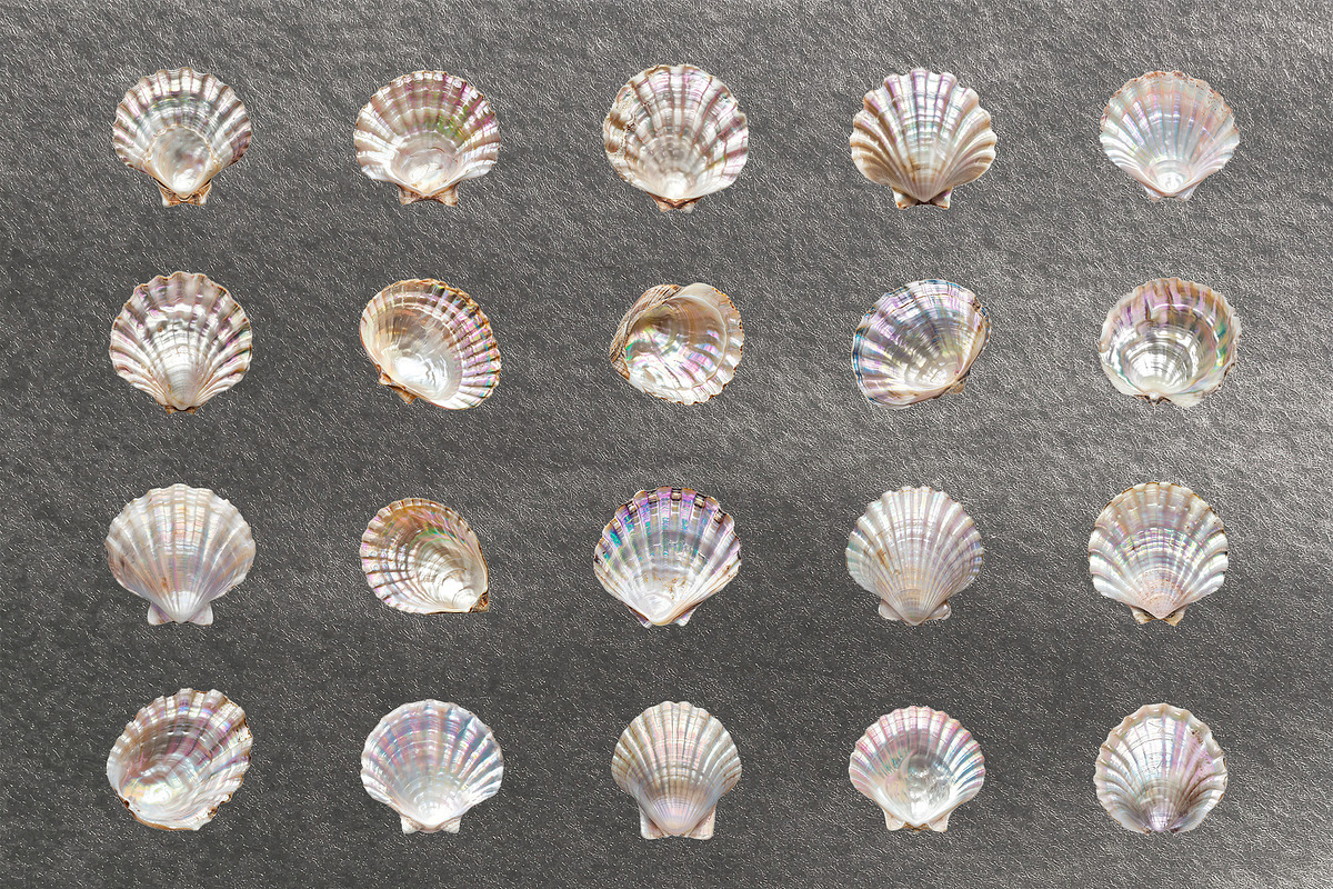Seashells & Pearls PNG Collection, an Object Graphic by Olha Kostiuk (Photo 3 of 5)