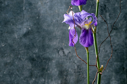 Spring ikebana with irises flowers, a Nature Photo by Natasha Breen