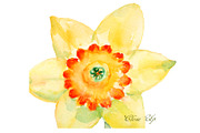Watercolor Clipart Yellow Daffodils, an Illustration by Corner Croft (Thumbnail 2 of 2)