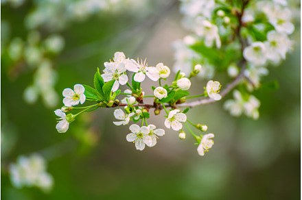 Cherry flowers frame, a Nature Photo by Nature and travel