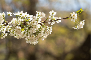 Blooming White Cherry Tree Branches