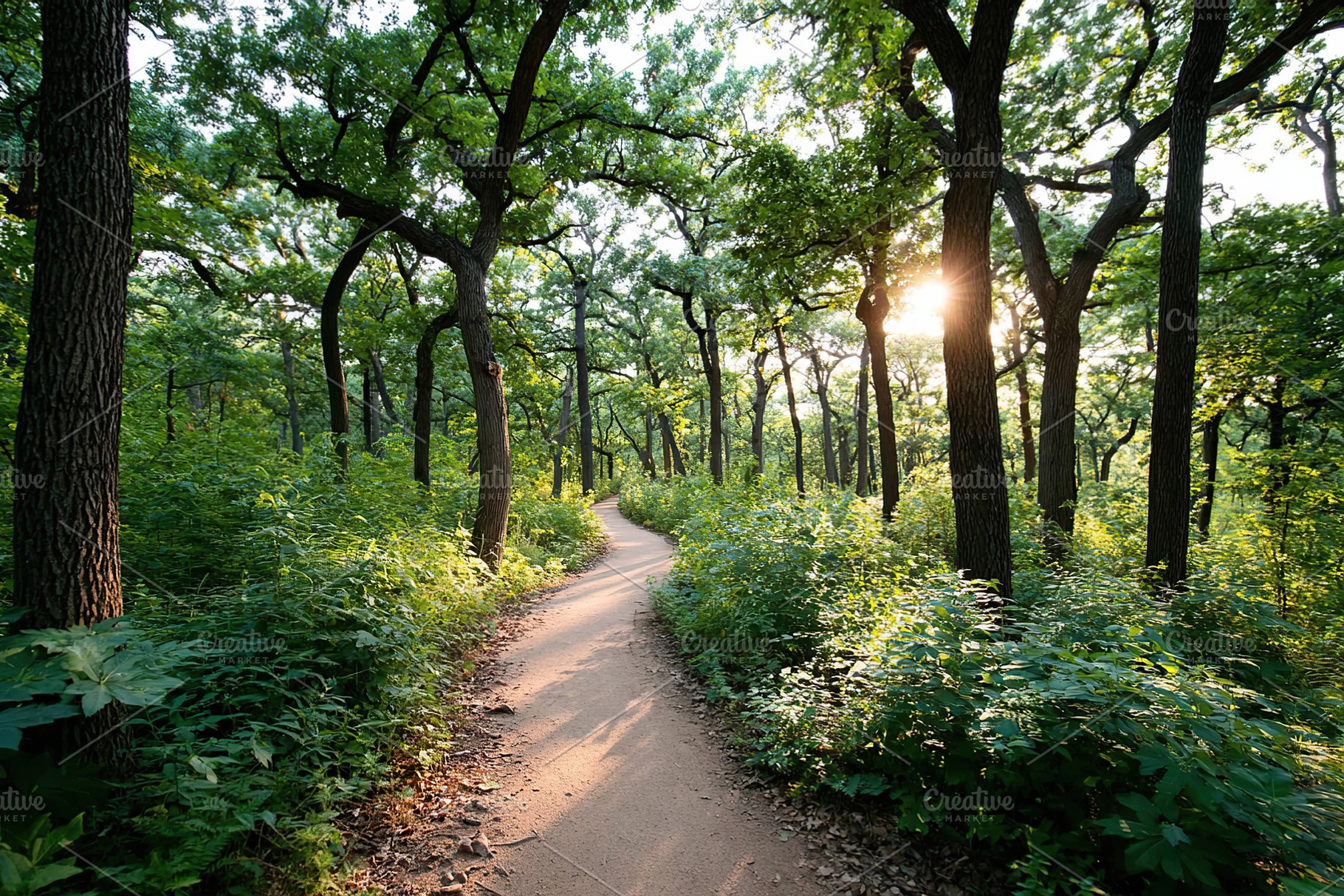 Serene walking path through lush green forest at sunset surrounded by tall tree, a Nature Photo by AlyaAnd