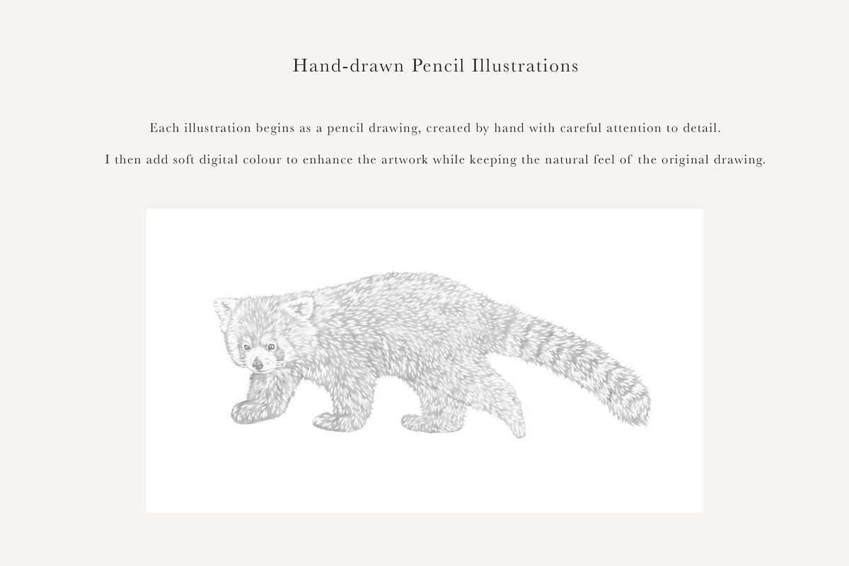 Red Panda Illustration – PNG, an Animal Illustration by LaurenFittonIllustration (Photo 6 of 7)