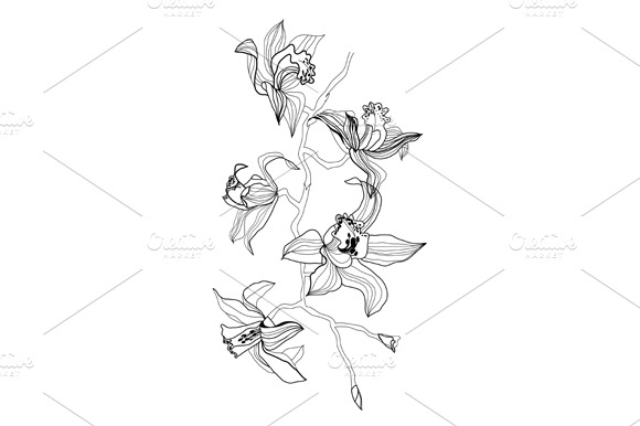 Orchid