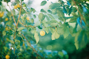 Summer tree with yellow fruit