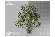 72 Assorted Trees Photo Overlays, a Nature Photo by KenScape (Thumbnail 2 of 3)