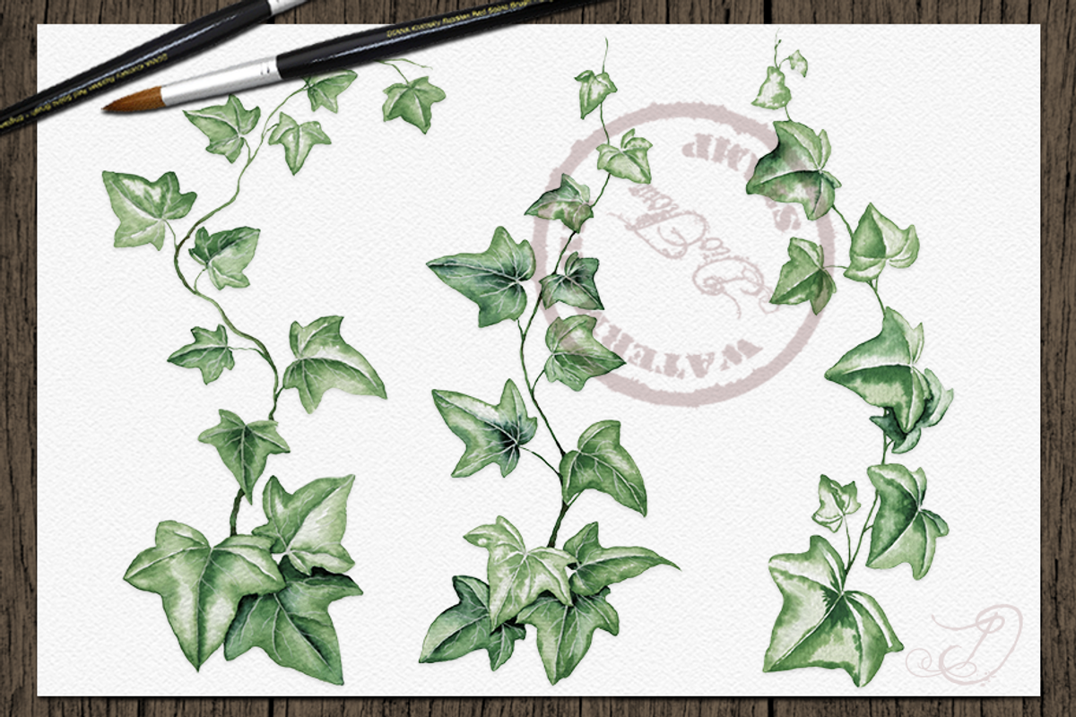 Ivy Watercolor Illustration, a Decorative Illustration by DioFlow (Photo 4 of 5)