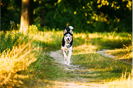 Young Happy Husky Eskimo Dog Runnig, an Animal Photo by Our Amazing World
