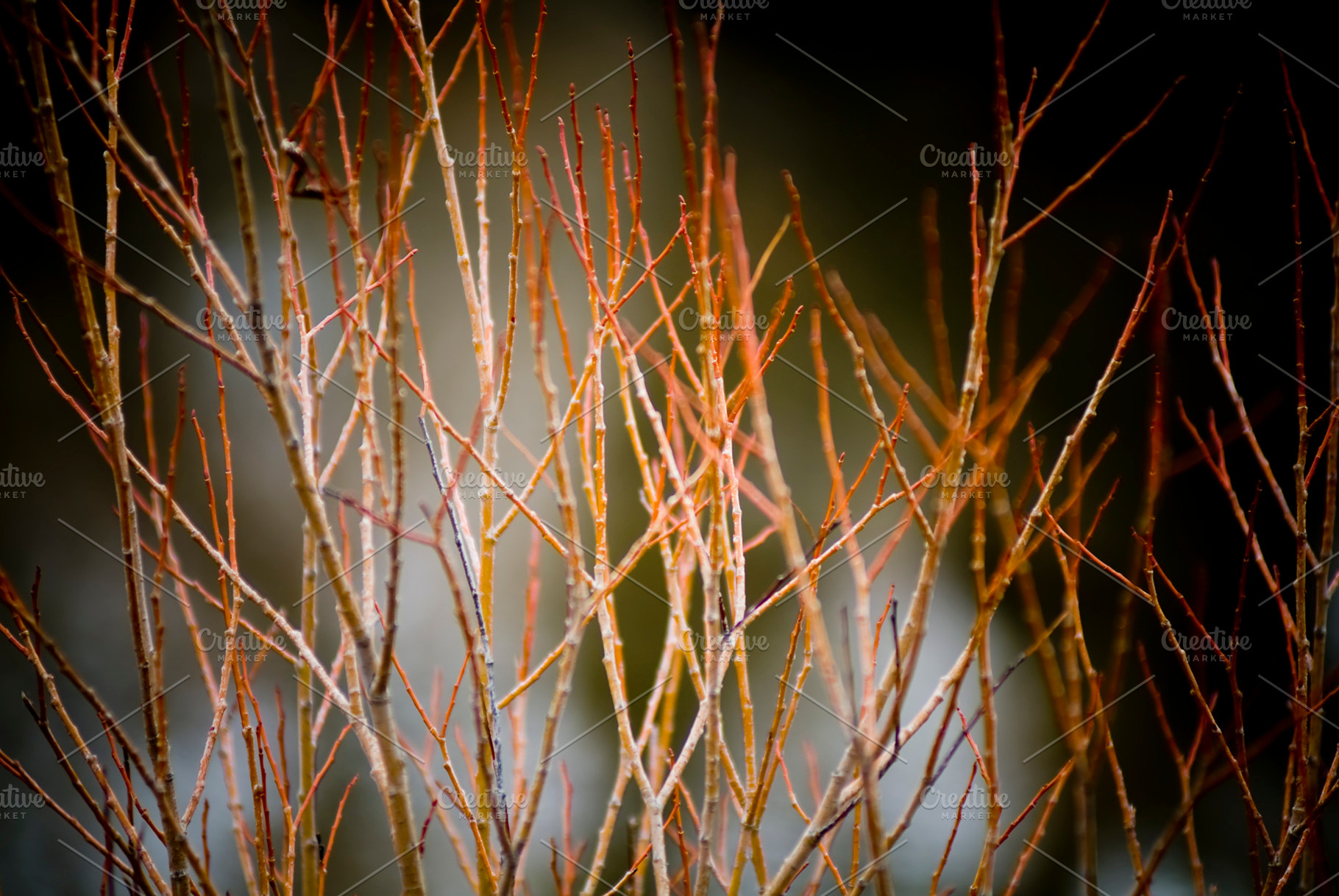 Red Sticks Macro, a Nature Photo by THP Creative