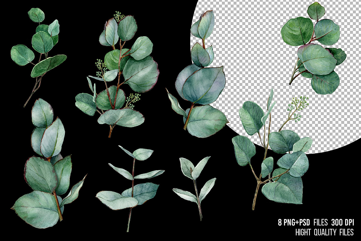 Watercolor eucalyptus leaves clipart, an Illustration by yana.fefelova (Photo 3 of 5)