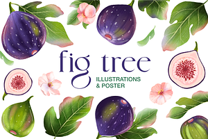 Fig tree fruit and leaves clipart