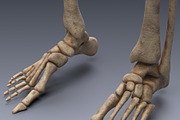 Human skeleton rigged, a Characters & Person 3D Model by konstantin.ermolaev (Thumbnail 8 of 27)