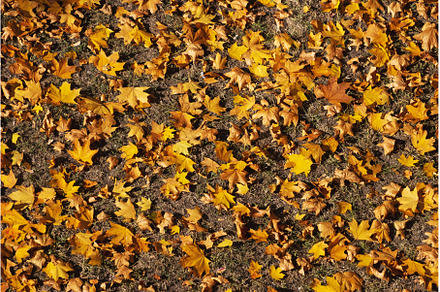 beautiful golden leaves lie on the, a Nature Photo by Pakosta