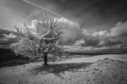 Infrared Lone Tree at Coaley Peak, a Nature Photo by Margaret Clavell