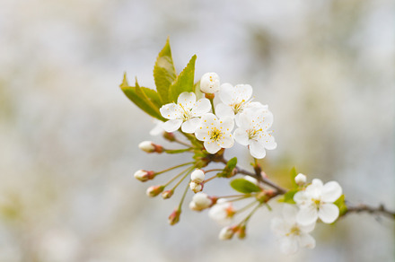 Blooming white cherry in spring day stock photo containing blossom and flower, a Nature Photo by oleghz