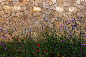 Delicate Wild Flowers Blooming in a Rustic Garden with Stone Wal, a Nature Photo by Bepslabor