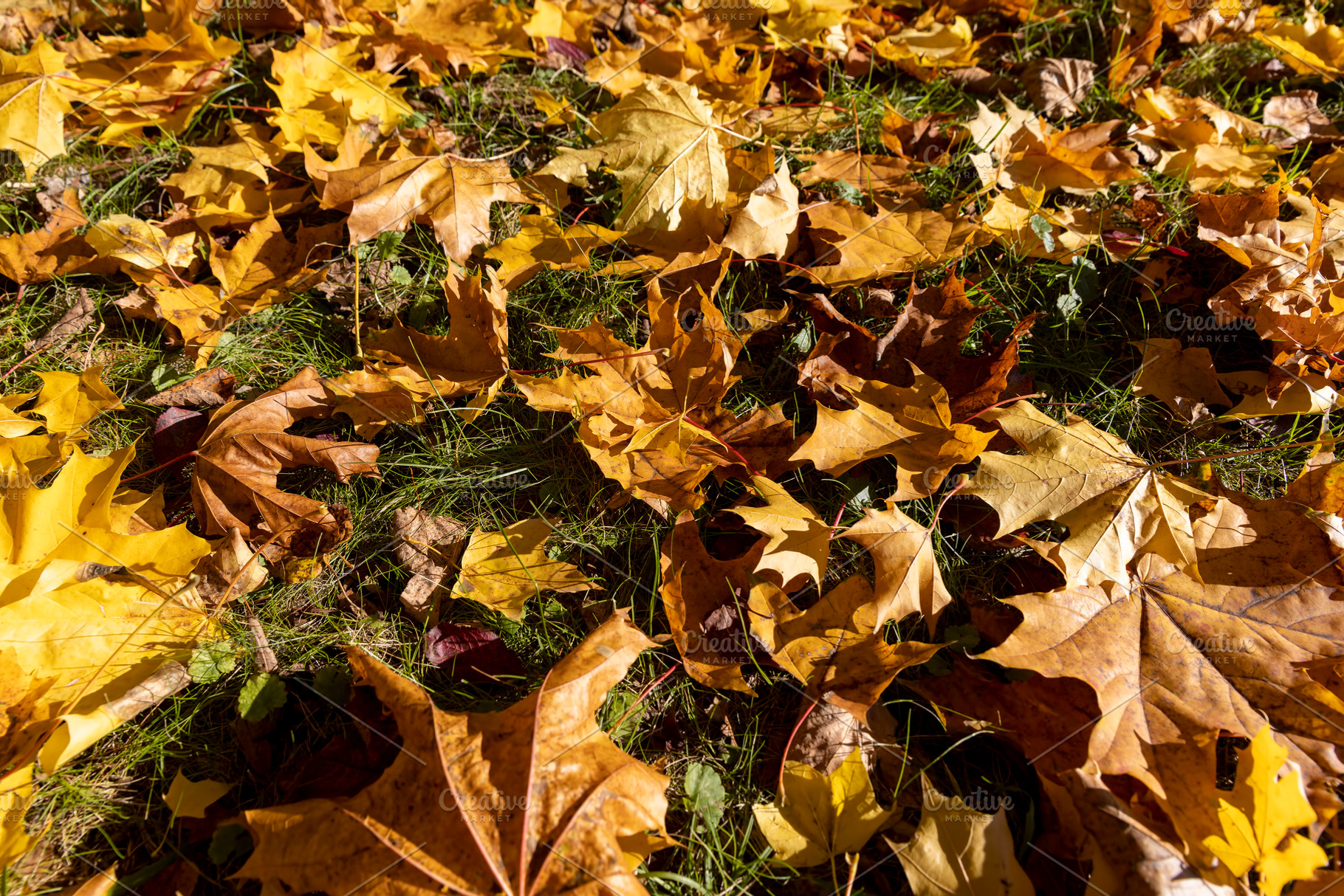 the dry foliage of yellow maples lies on the ground, a Photo by rsoollAI