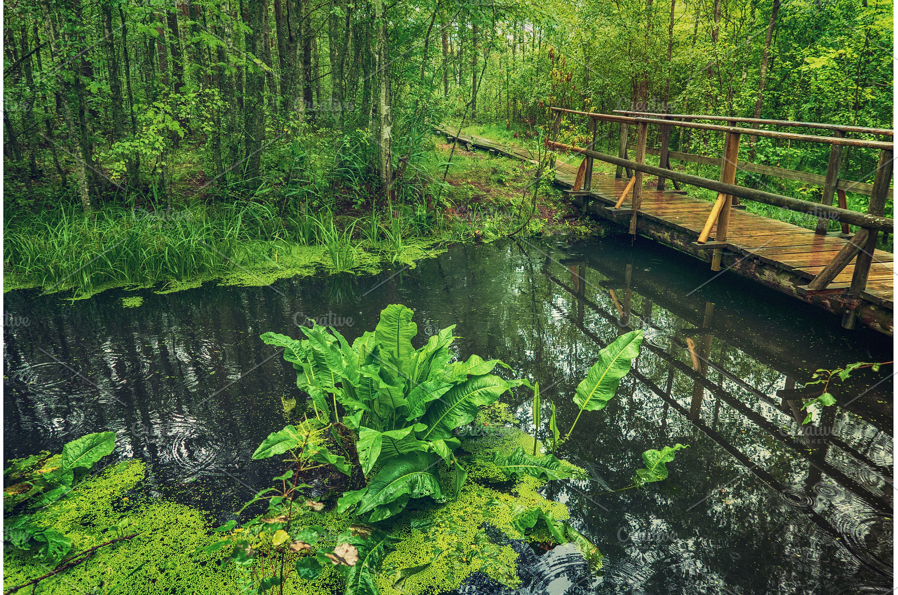 Swamp in the forest, a Nature Photo by Nature and travel