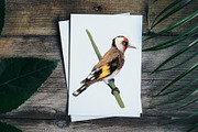 Forest Birds - Gouache Clipart Set, an Animal Illustration by Mashamashastu (Thumbnail 8 of 11)