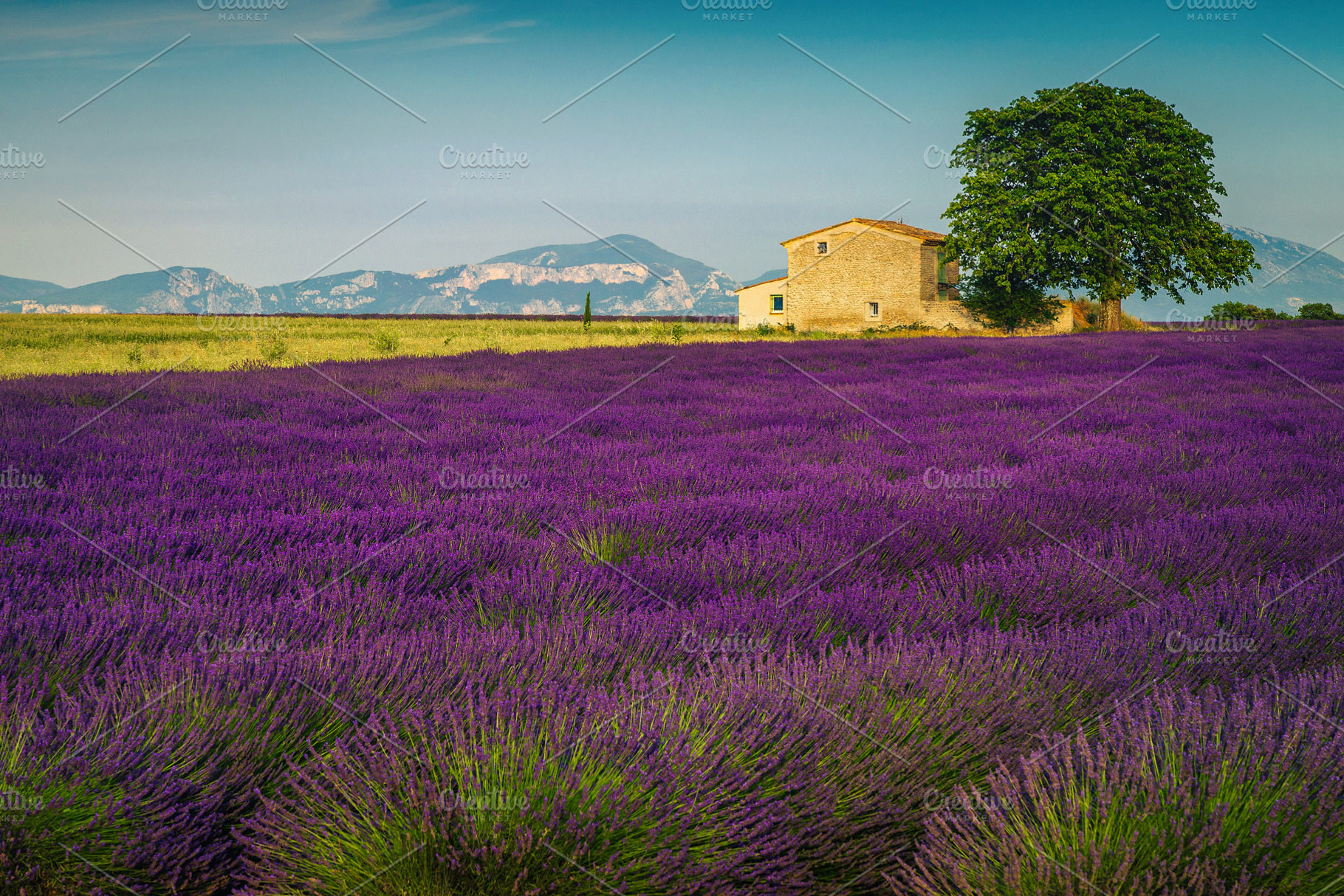 Cultivated scented lavender fields, a Nature Photo by Alpine Dreams