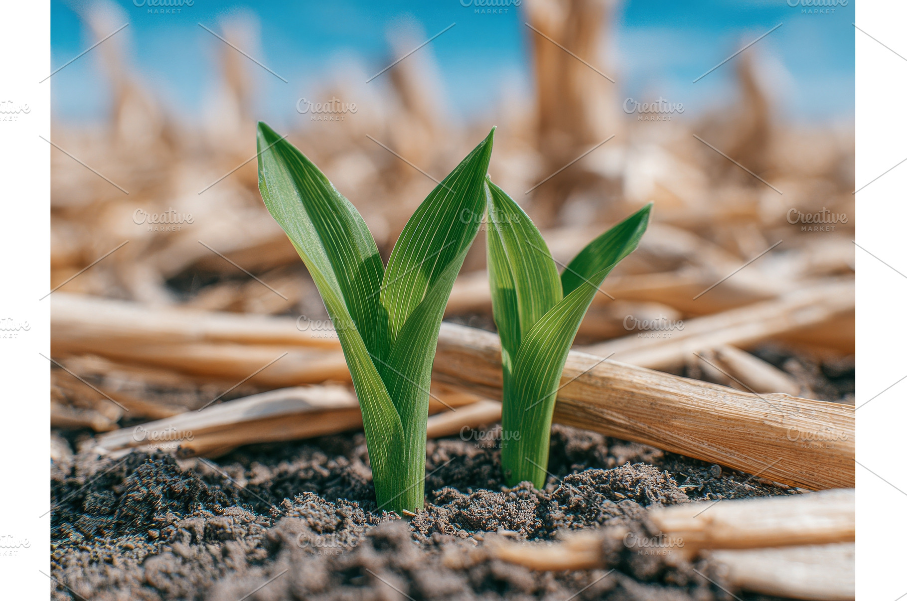 In a field planted with no tillage, an Animal Photo by ZinetroN