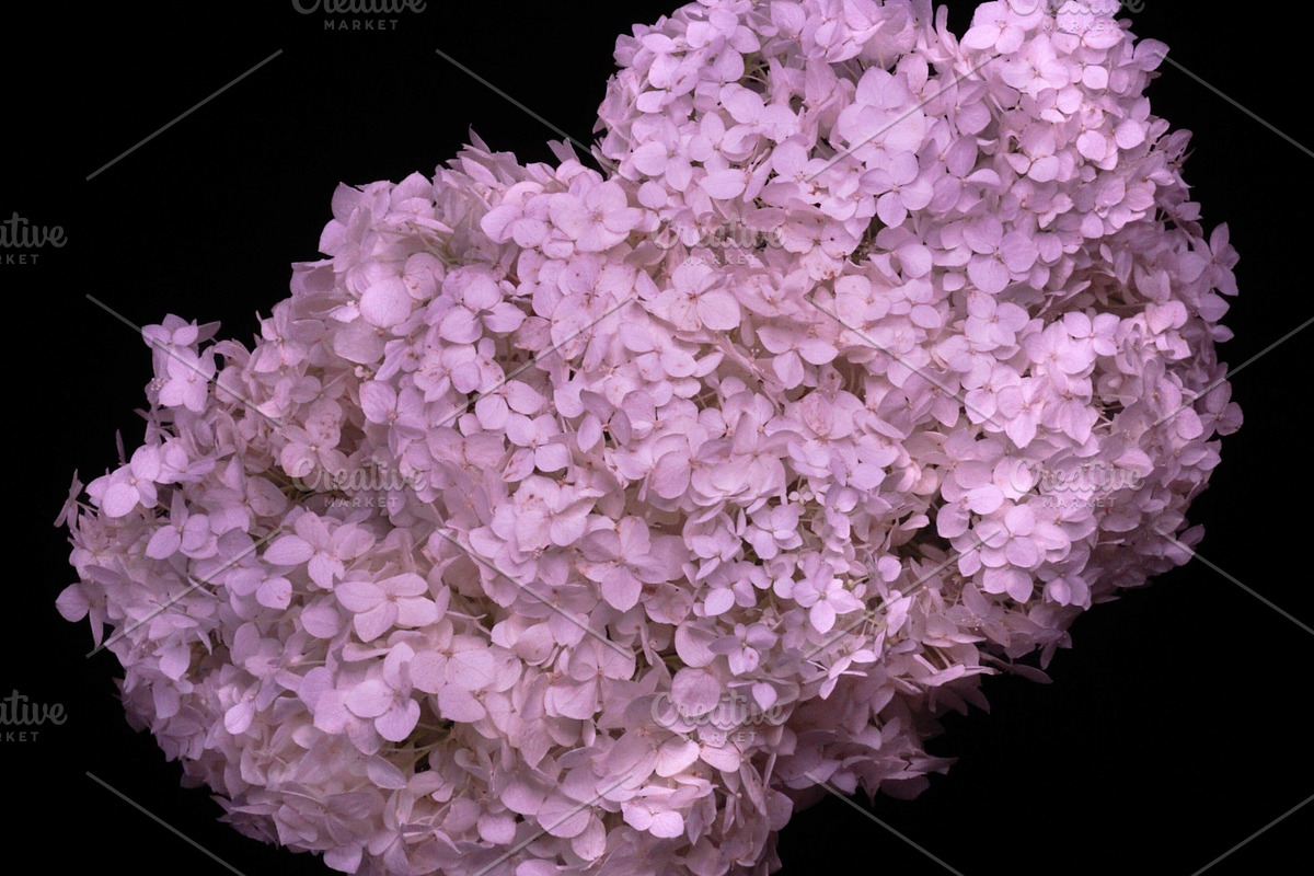 Graceful Blooms Hydrangea, a Nature Photo by M.Pellot Photography (Photo 2 of 2)