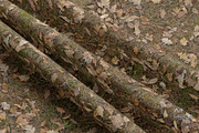 Seamless Ground Textures-Autumn Moss, a Texture Graphic by Arthitecture Home (Thumbnail 6 of 11)