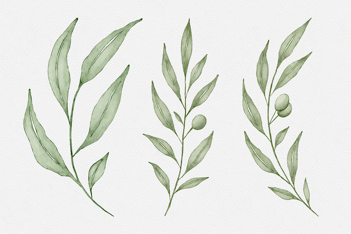 Watercolor Olive Branches Leaves, an Illustration by Creatchees.std (Photo 5 of 13)